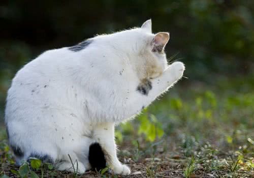 尿液指示猫咪疾病