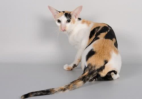 关于东方猫的简单介绍