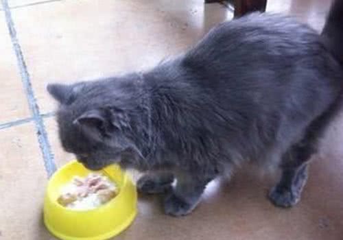 养猫后的注意事项