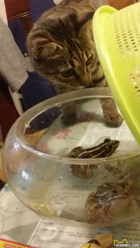 猫奴必须关注的几件事之半夜猫叫