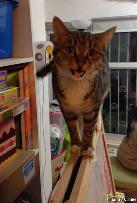 猫奴必须关注的几件事之半夜猫叫