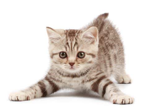 让猫猫学会听话