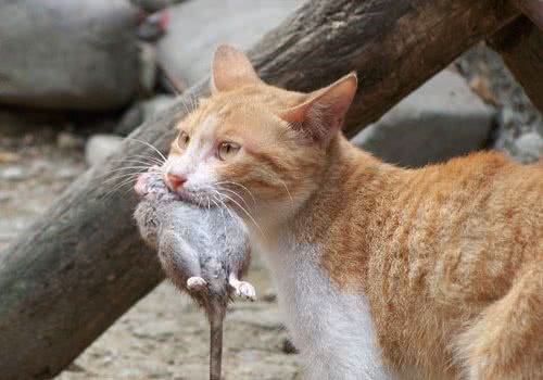 论老鼠对猫的危害