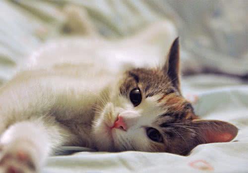 猫咪为何从来不口下留情