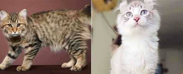 美国：猫咪是最爱的宠物？