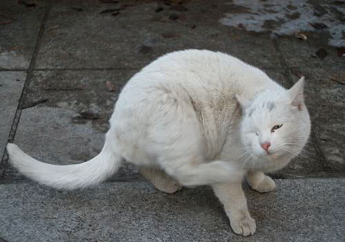 关于猫咪跳蚤的一些常见问题