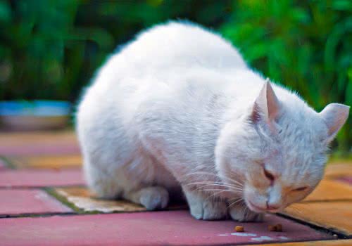 气味对猫咪行为的影响