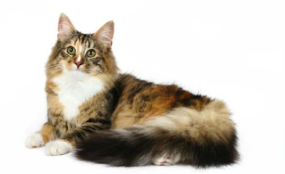 宠物猫之缅因猫，缅因猫有什么特点