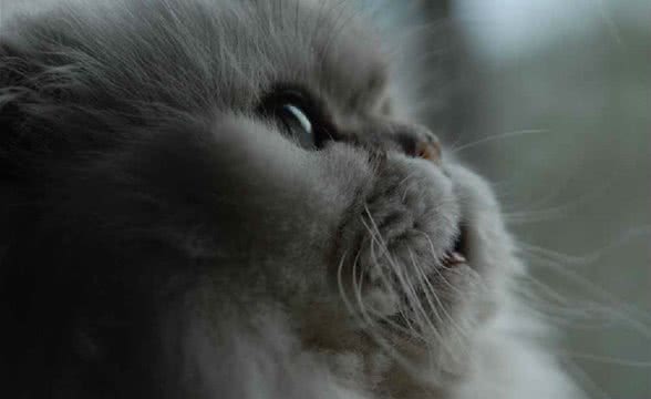 如何挑选金吉拉猫