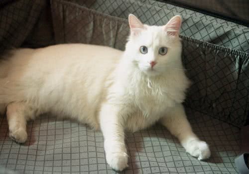 猫咪家庭训练小知识