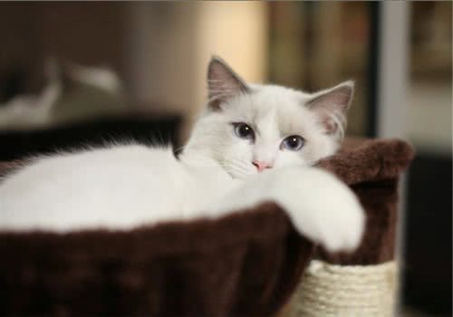 什么叫猫咪踩奶？
