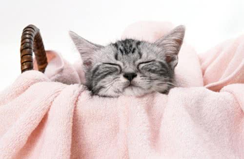 怎么判断宠物猫有压抑情绪