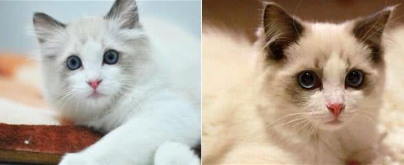 你了解布偶猫的历史吗？
