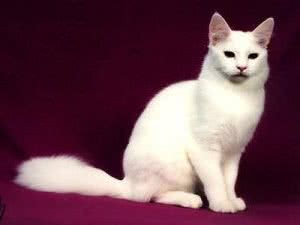 土耳其安哥拉猫的CFA标准