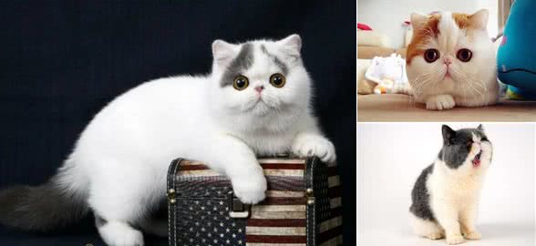加菲猫（异国短毛猫）什么价格？