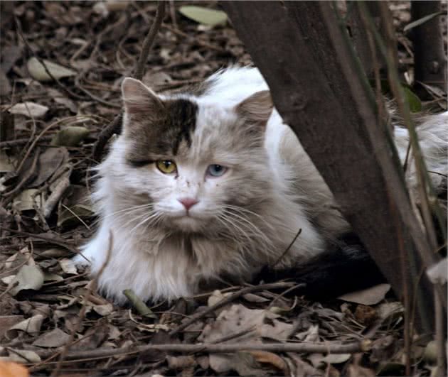 怎么对待流浪猫？