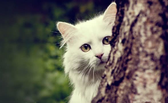 换食专业宠物猫粮的小方法