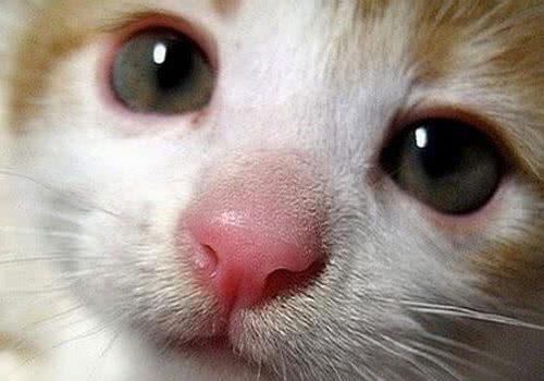 猫咪是如何判断食物的
