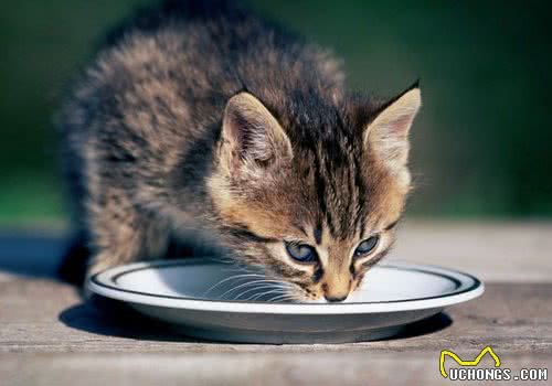猫咪是如何判断食物的
