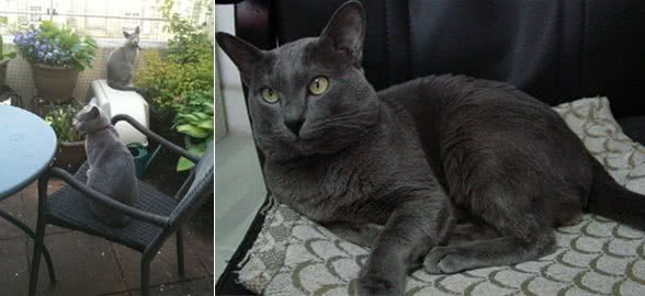 俄罗斯蓝猫知多少