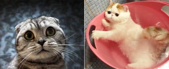 警惕免费送纯种猫的骗局