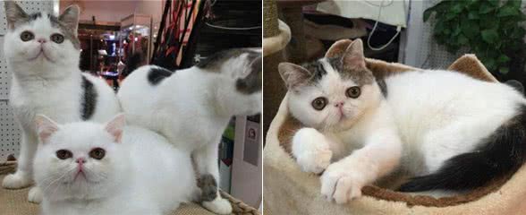 异国短毛猫掉毛原因及处理方法