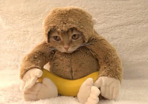 猫咪新式打扮技巧：猴年扮猴