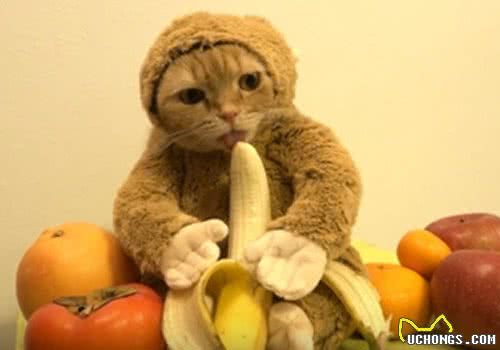 猫咪新式打扮技巧：猴年扮猴