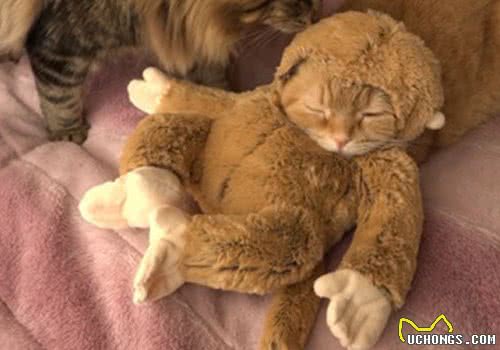 猫咪新式打扮技巧：猴年扮猴