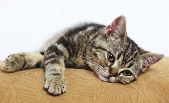 分析猫咪的七大习性