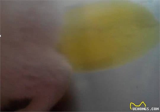 一例猫咪黄疸的疾病诊疗体会