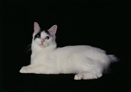 日本短尾猫的品种介绍