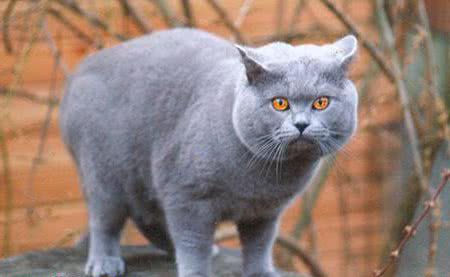 怎样让猫咪不袭击仓鼠