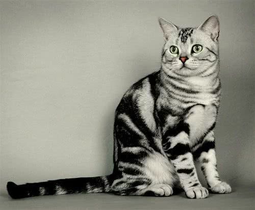 捉猫和抱猫怎样保证安全