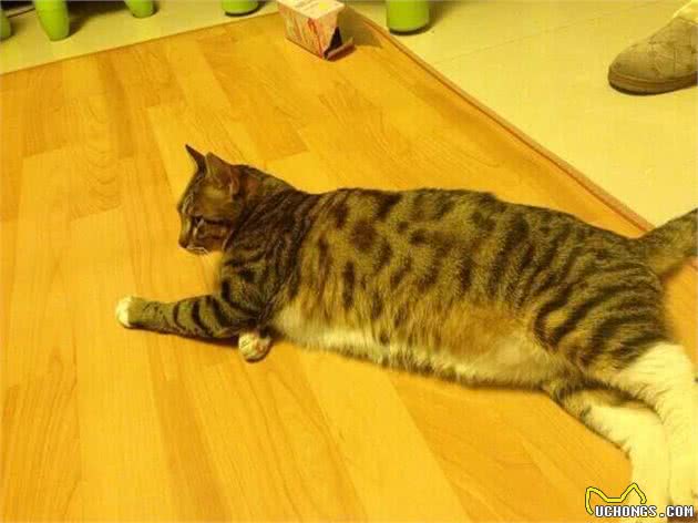 猫奴必须关注的几件事之猫咪肥胖