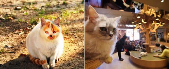猫咪日：虽然文化不同，但我们都爱猫