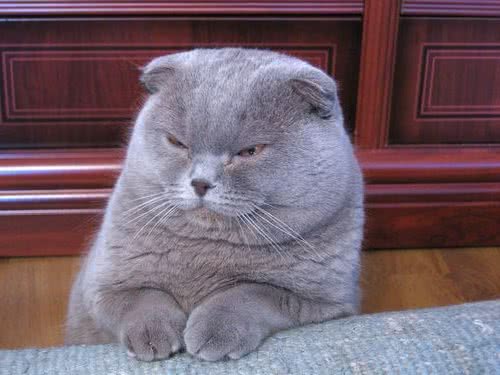 猫咪太胖并不是好事