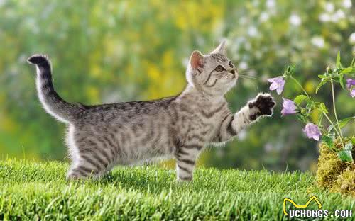 猫咪太胖并不是好事