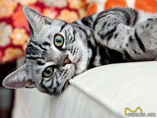 猫咪太胖并不是好事