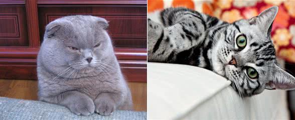 猫咪太胖并不是好事