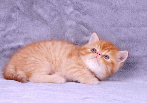 怎么制止猫咪扑人