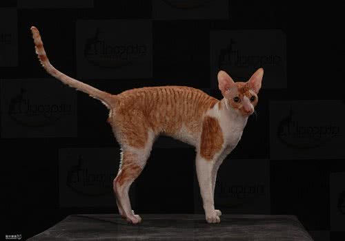 柯尼斯卷毛猫的品种简介