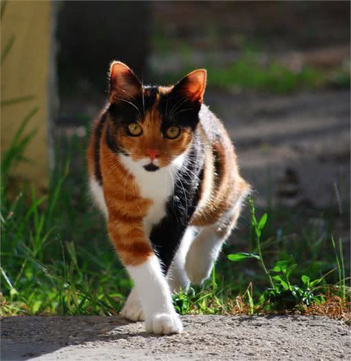 怎么纠正猫咪挑食的坏习惯