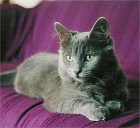 内华达猫猫咪档案
