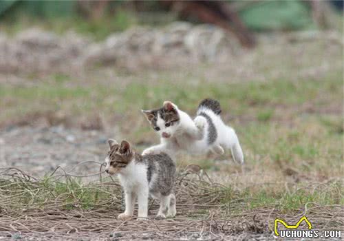 猫咪会用哪些方式确定领地？