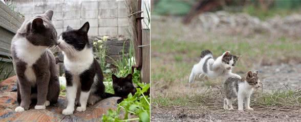 猫咪会用哪些方式确定领地？