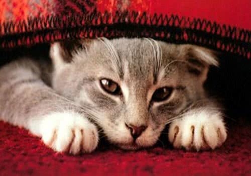 避免猫应激的方法