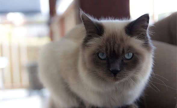传说中的圣猫—伯曼猫