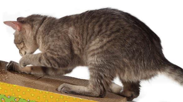 猫咪磨爪的三大原因
