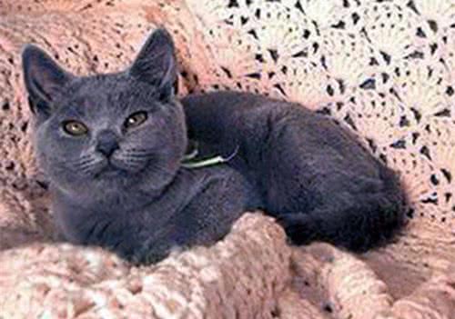 卡尔特猫简介
